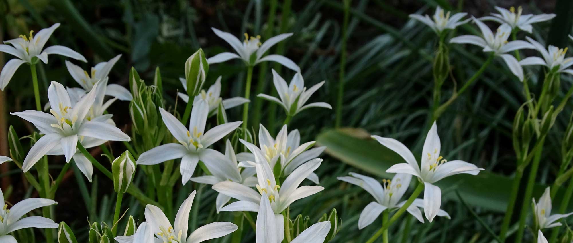 Vogelmelk planten, telen en verzorgen