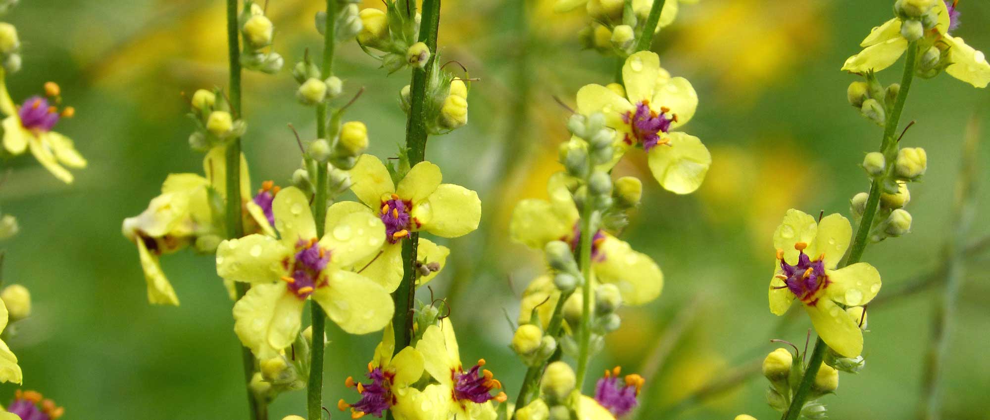 Verbascum, toorts: planten, telen en onderhouden