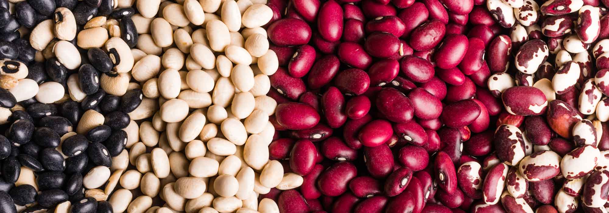 Bonen zaaien, telen en oogsten in de moestuin