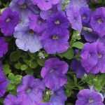 Petunia, Surfinia, Calibrachoa: planten, zaaien en verzorgen