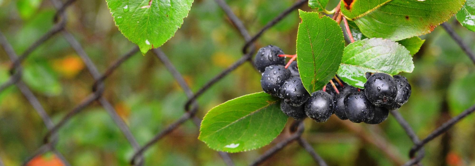 Appelbes (Aronia): planten, snoeien en verzorgen