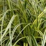 Carex: planten, scheuren en verzorgen