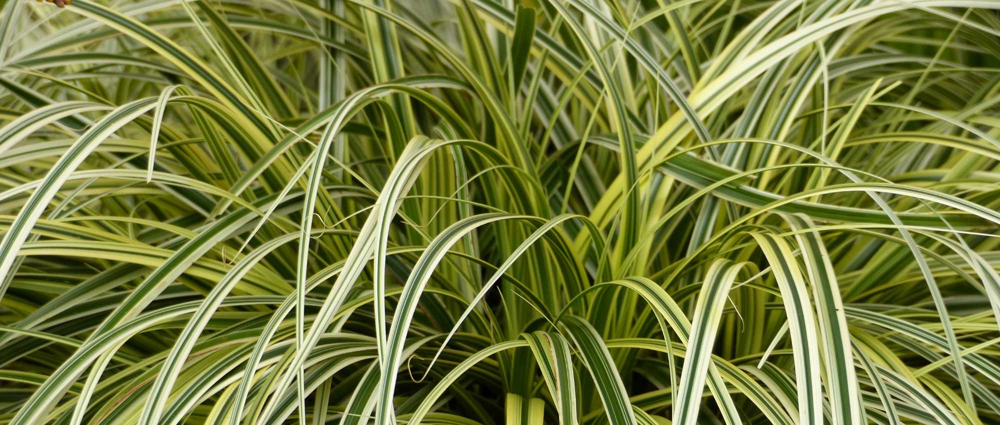 Carex: planten, scheuren en verzorgen