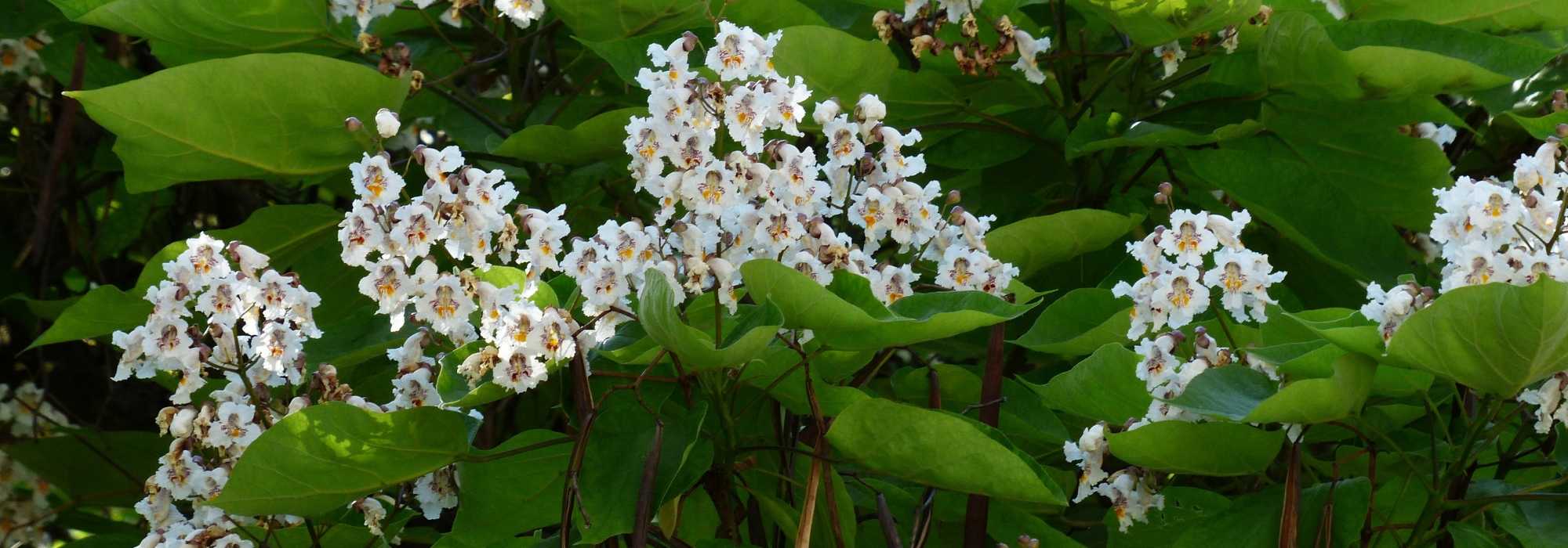Catalpa: planten, snoei en onderhoud