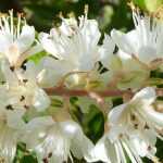 Clethra planten, snoeien en onderhouden