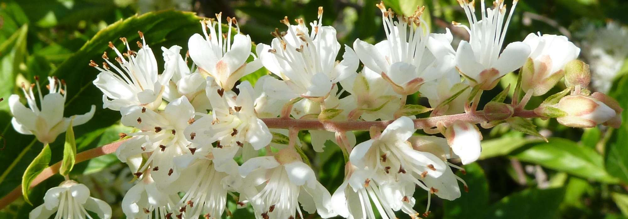 Clethra planten, snoeien en onderhouden