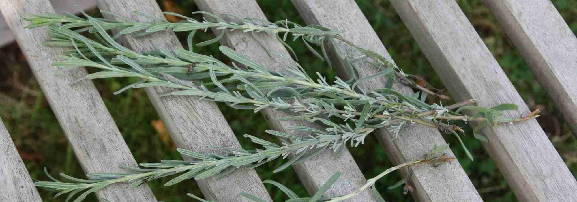 Lavendel stekken: geïllustreerde handleiding
