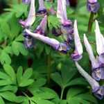 Corydalis: planten, telen en verzorgen