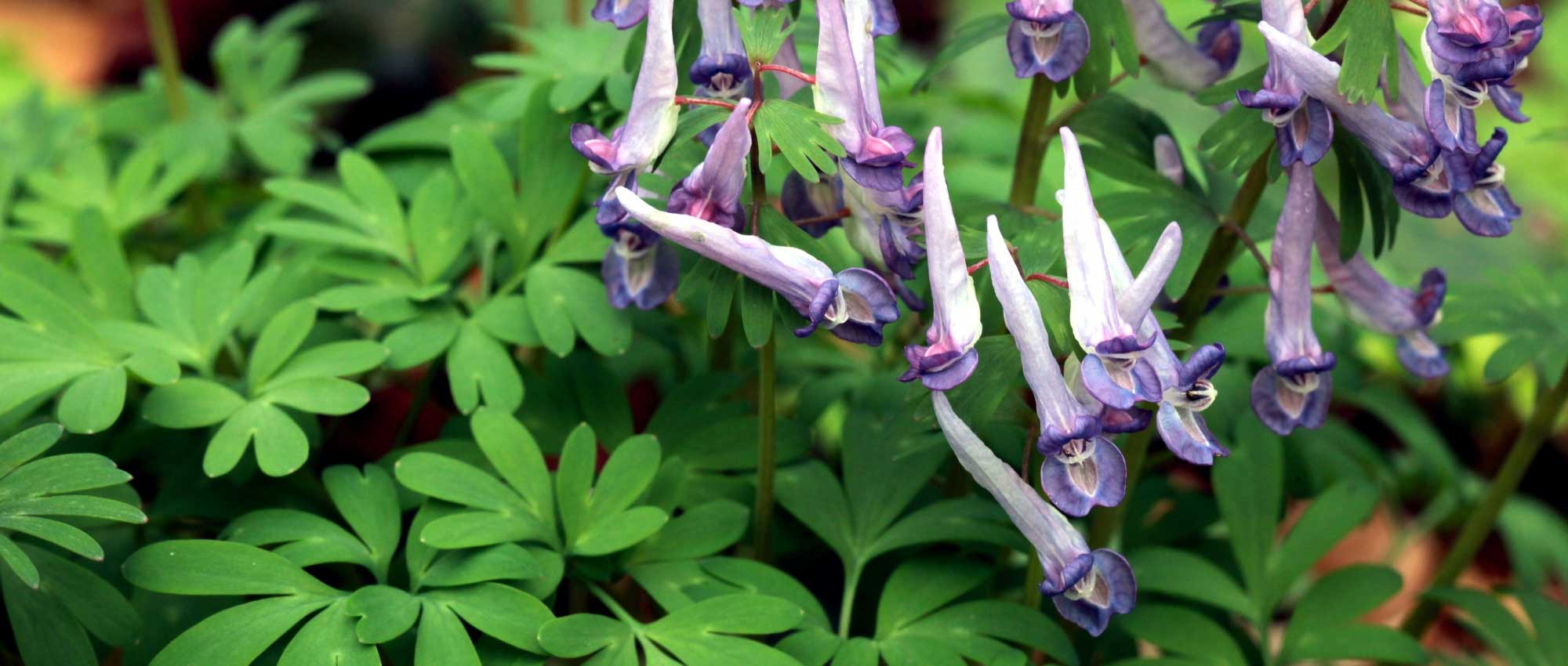 Corydalis: planten, telen en verzorgen