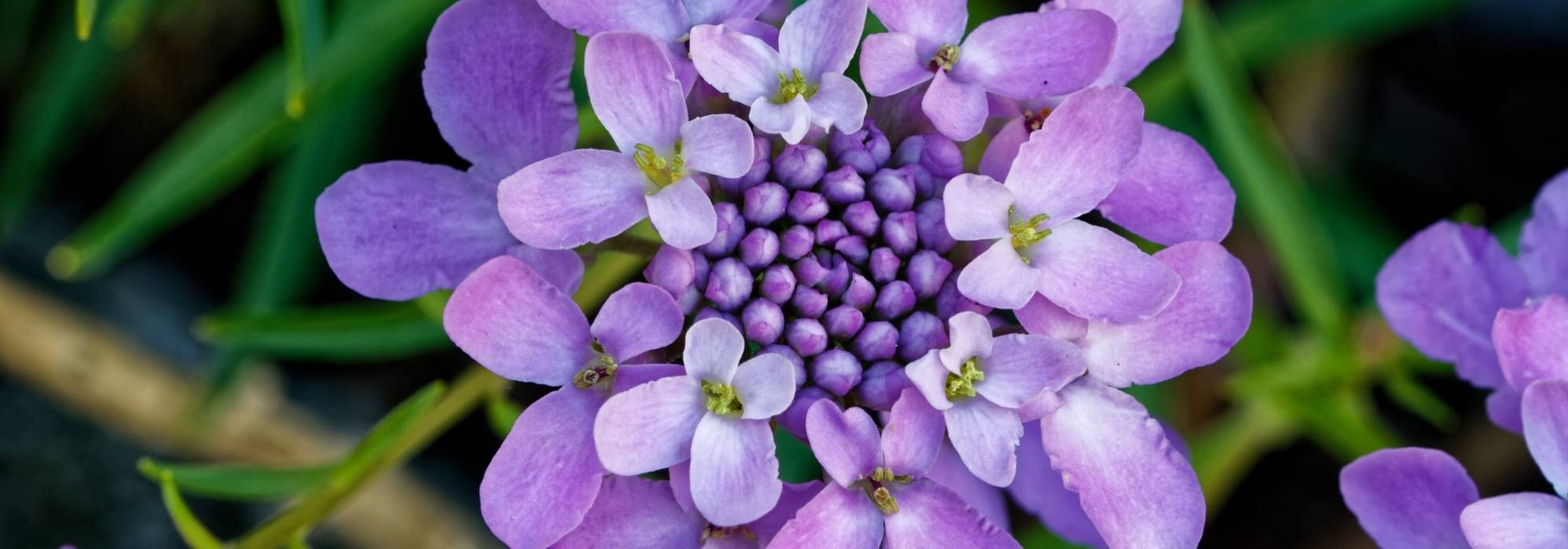 Scheefkelk: planten, zaaien en onderhoud