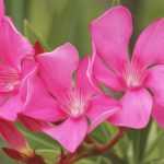 Oleander planten, snoeien en onderhouden