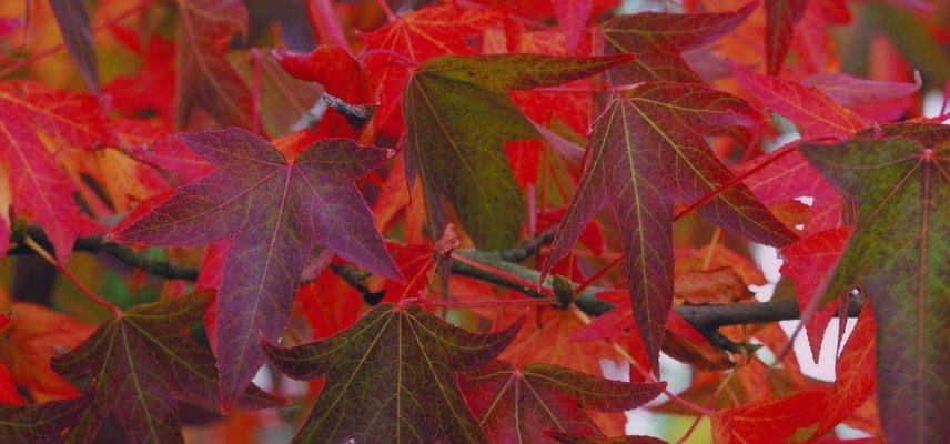 liquidambar in het najaar