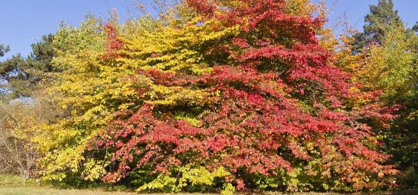Perzisch ijzerhout in de herfst