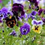 Viooltjes kweken: zaaien, planten en verzorgen