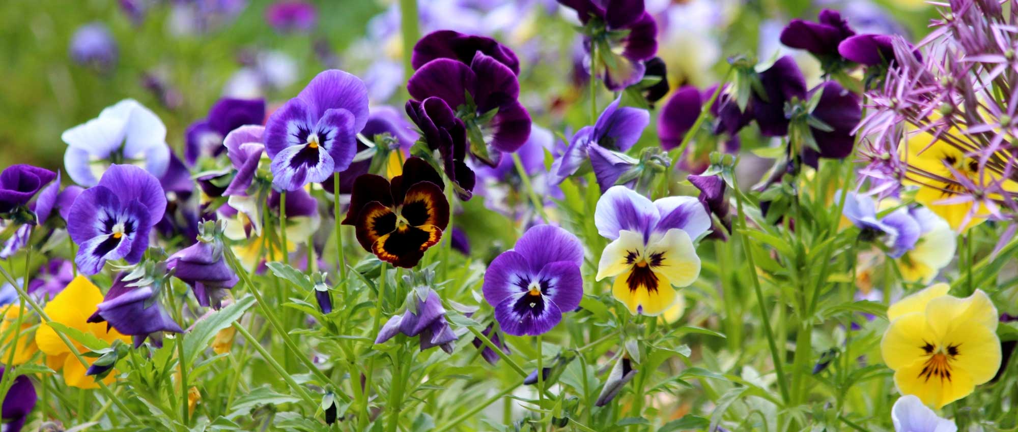 Viooltjes kweken: zaaien, planten en verzorgen