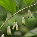 Salomonszegel (Polygonatum): planten, scheuren en verzorgen