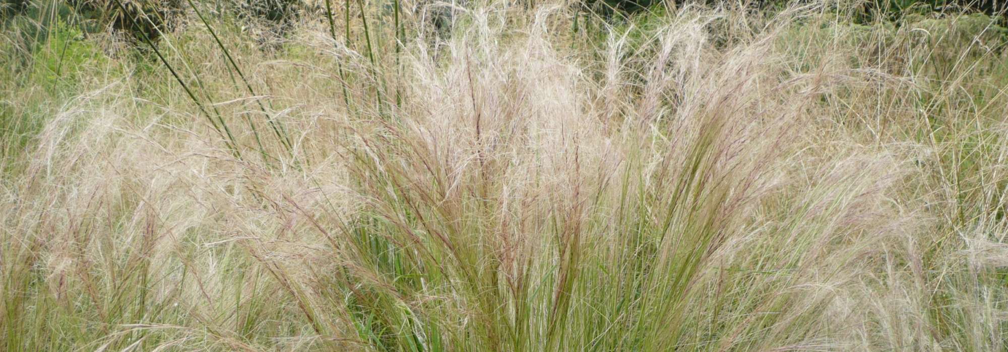 Stipa, vedergras: planten, snoeien en onderhoud