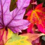 De mooiste bomen en heesters met herfstkleuren