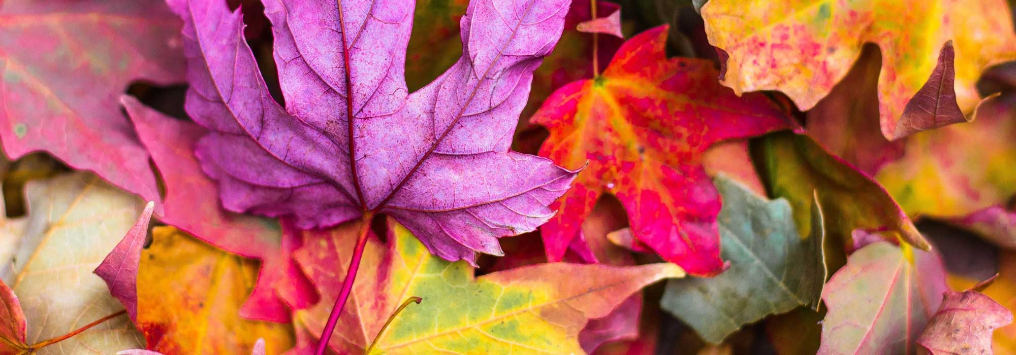 De mooiste bomen en heesters met herfstkleuren