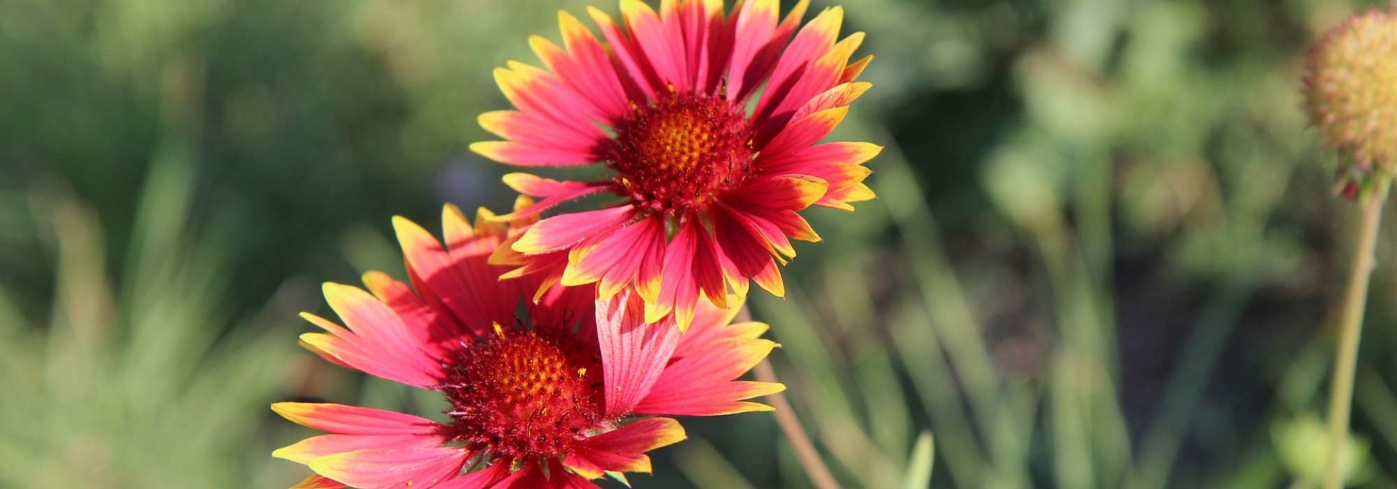 Kokardebloem: planten, zaaien, onderhoud
