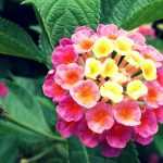 Lantana: planten, stekken en onderhoud
