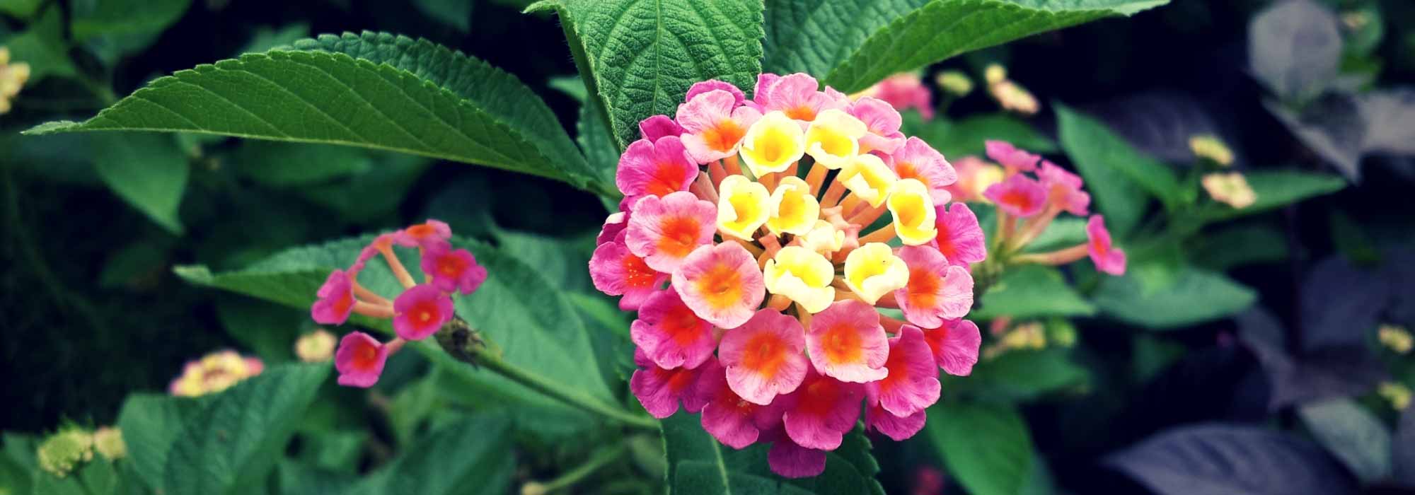 Lantana: planten, stekken en onderhoud