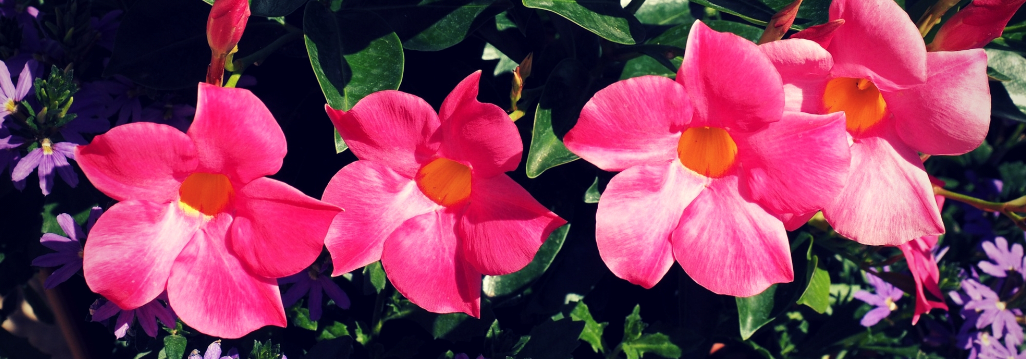 Dipladenia en Mandevilla: planten en verzorgen