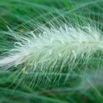 Pennisetum – lampenpoetsersgras: planten, snoei en onderhoud
