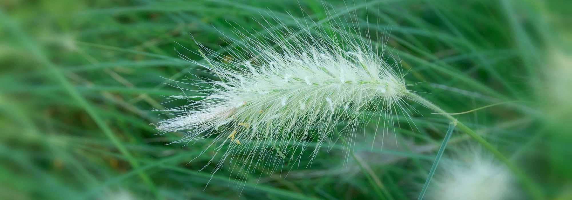 Pennisetum – lampenpoetsersgras: planten, snoei en onderhoud