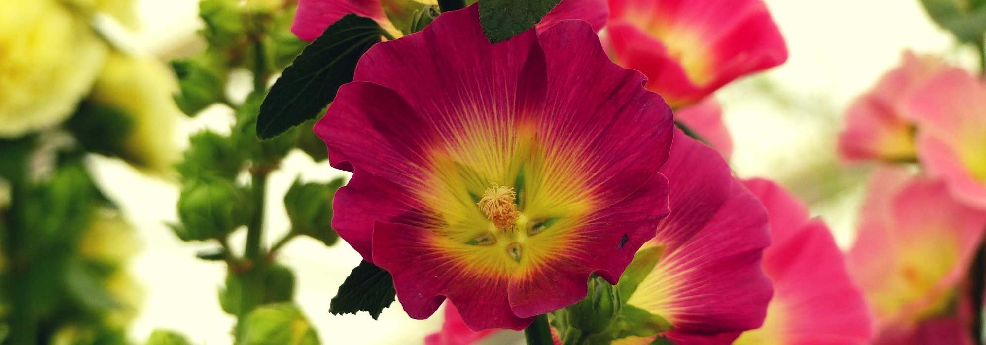 Stokrozen zaaien, planten en verzorgen