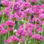 Armeria, Engels gras: planten, telen en onderhouden