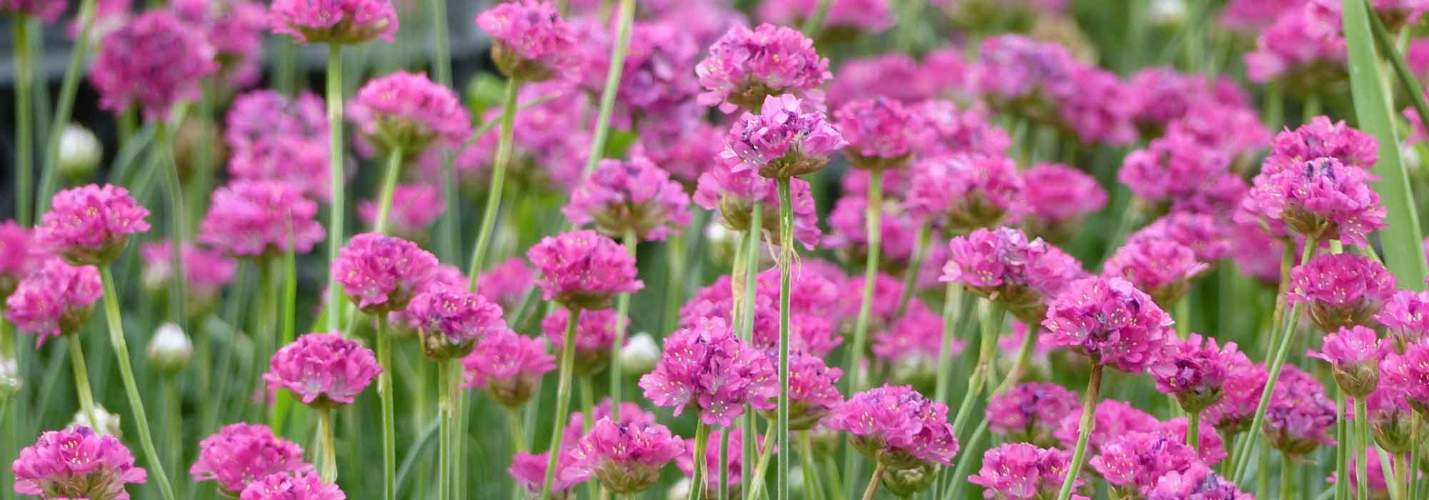 Armeria, Engels gras: planten, telen en onderhouden