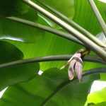 Bananenplant: planten, kweken en verzorgen, in een pot of in de tuin