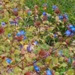 Ceratostigma, Chinese loodkruid: planten, snoeien en onderhouden