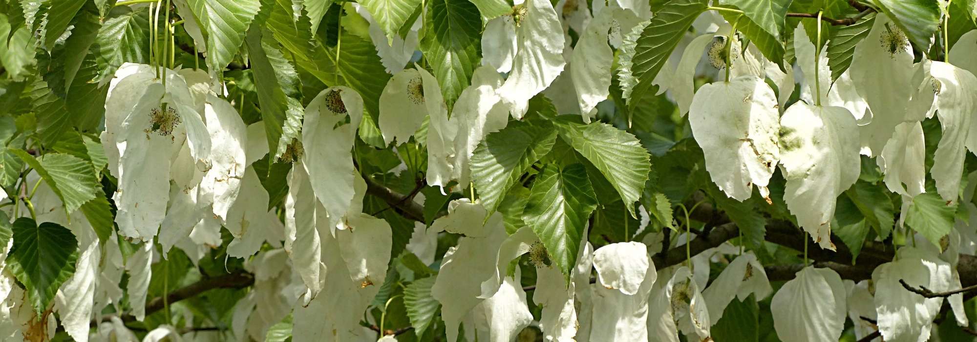 Zakdoekjesboom (Davidia): planten, snoeien en verzorgen