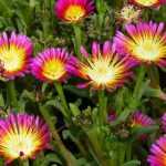 Delosperma, ijsbloem: planten en telen