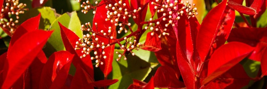 Photinia, snelgroeiende haag