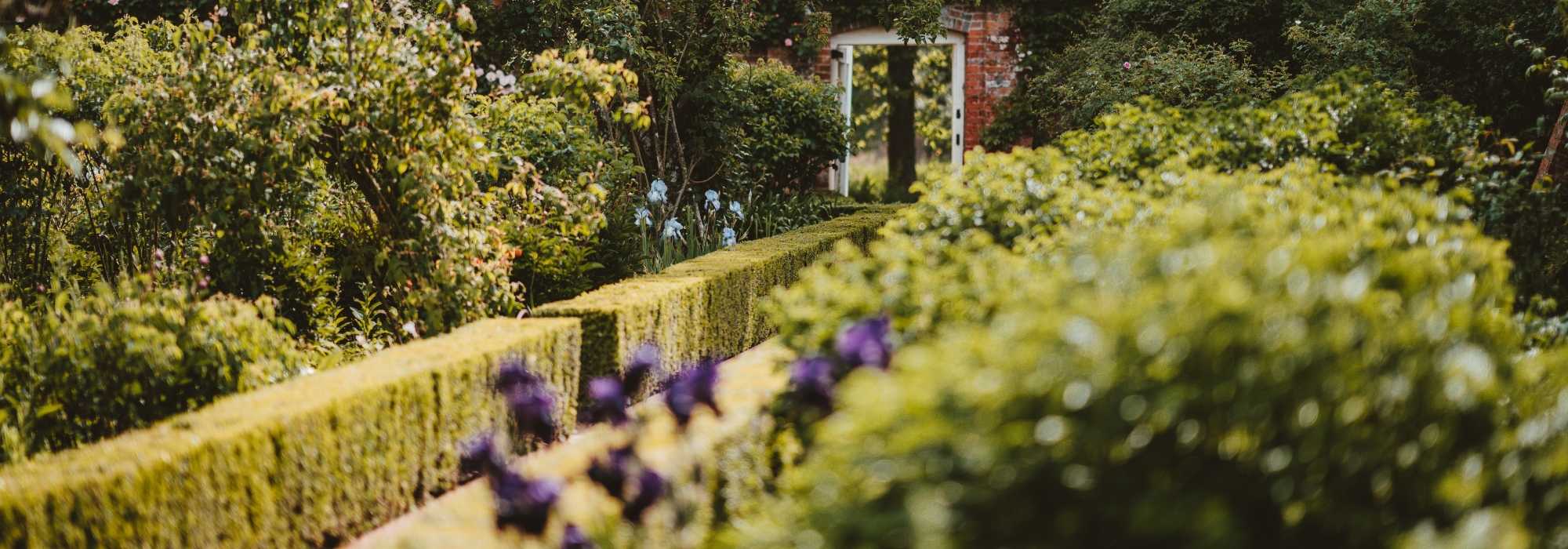 Wintergroene hagen: heesters voor elke tuinstijl