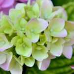 Hortensia's planten, snoeien en verzorgen