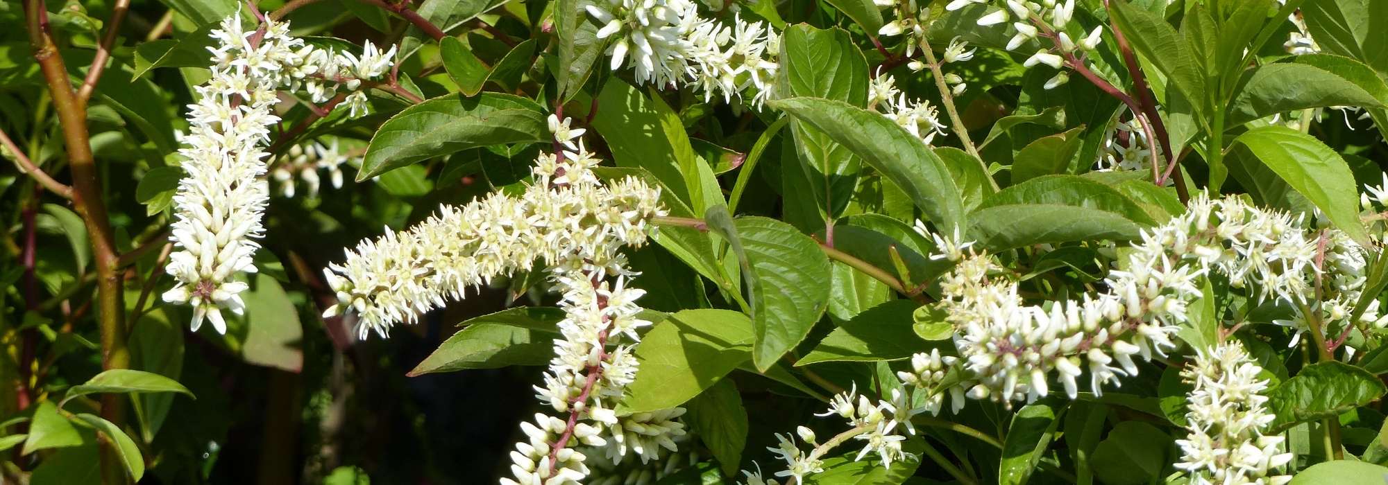 Itea: planten, snoeien en onderhouden
