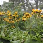 Ligularia, kruiskruid: planten, telen en onderhouden
