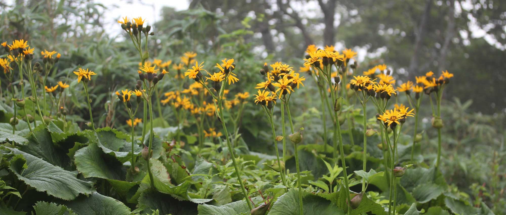 Ligularia, kruiskruid: planten, telen en onderhouden