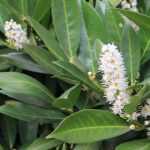 Laurierkers en Portugese laurier: planten en onderhoud