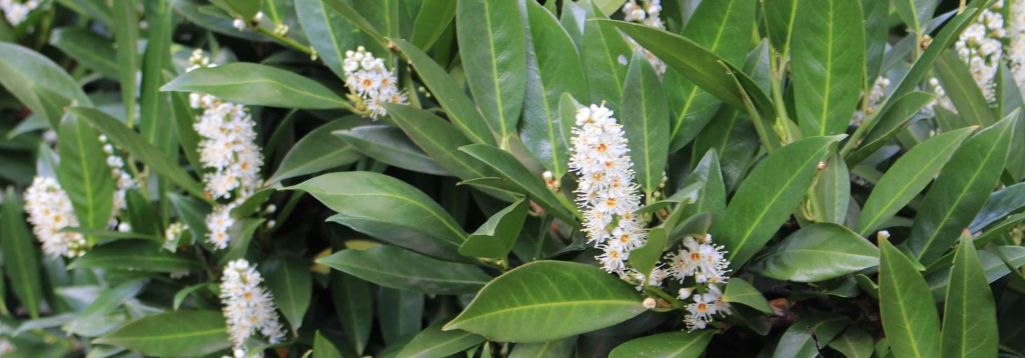 Laurierkers en Portugese laurier: planten en onderhoud