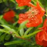 Granaatappel: planten, snoeien en onderhouden