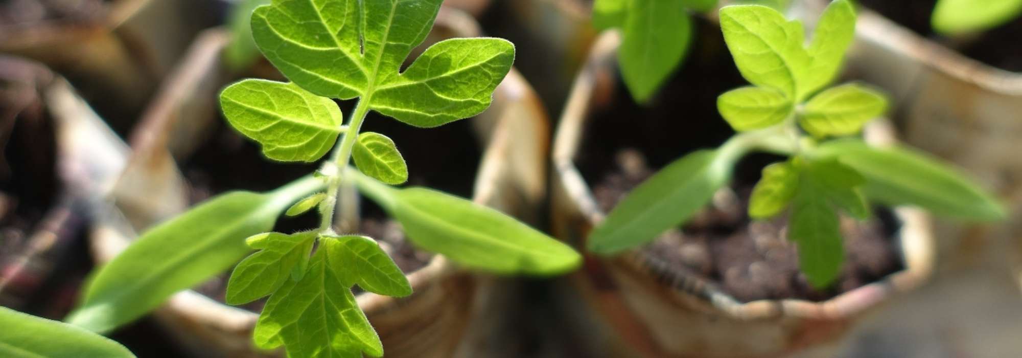 Plantenruil of plantenbeurs: tips voor de organisatie