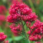 Spaanse sering, valeriaan: zaaien, planten en verzorging