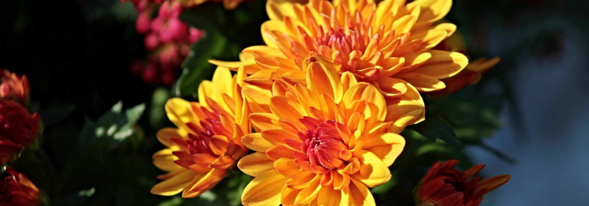 Chrysant: planten, onderhoud en snoei
