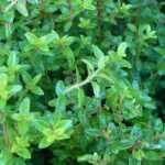 Struikkamperfoelies (Lonicera): planten, snoeien en verzorgen