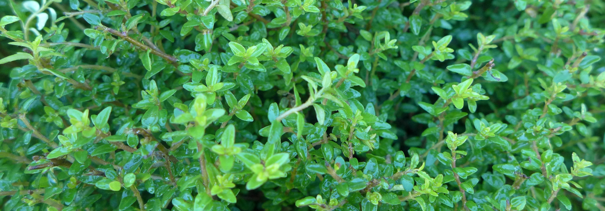 Struikkamperfoelies (Lonicera): planten, snoeien en verzorgen